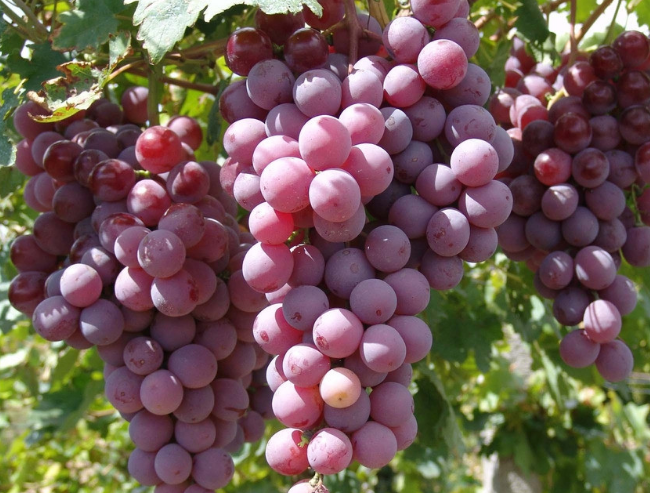 孕婦可以吃葡萄嗎 孕婦吃完葡萄不能立刻喝水