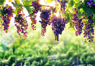 孕婦可以吃葡萄嗎 孕婦吃完葡萄不能立刻喝水