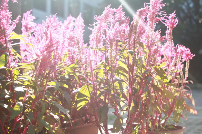 懷孕怎么科學(xué)健康的補(bǔ)鈣 2018最簡(jiǎn)單給孕婦補(bǔ)鈣方法