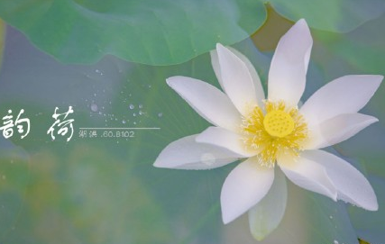 看荷花的心情說說圖片 描寫荷花的優美句子