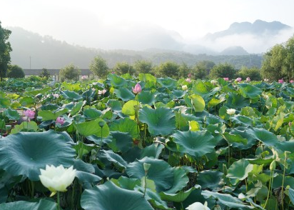 看荷花的心情說說圖片 描寫荷花的優美句子