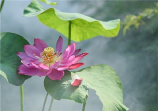 看荷花的心情說說圖片 描寫荷花的優美句子