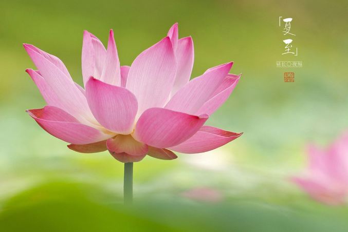 夏至后是什么節(jié)氣 夏至過后為什么會(huì)變熱 夏至后是什么節(jié)氣 夏至過后為什么會(huì)變熱