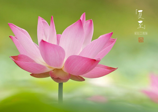 描寫夏至到來的句子說說 關(guān)于節(jié)氣立夏的句子短語