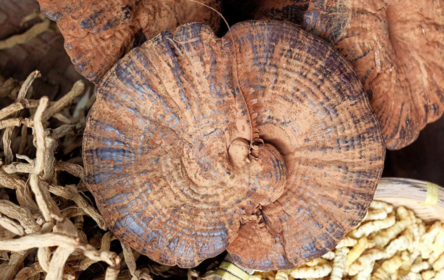 孕婦能吃靈芝嗎 孕婦可以服用哪些中藥材