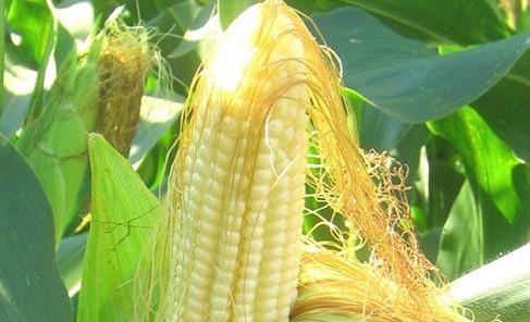 寶寶可以喝玉米須水嗎 新生兒黃疸期間適量喝