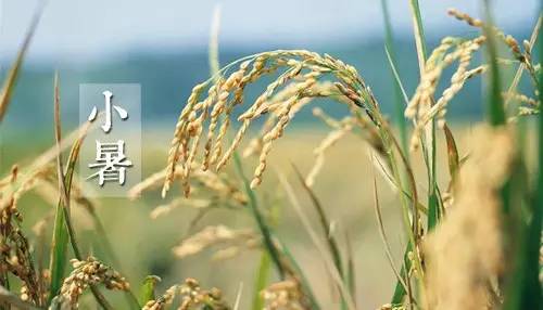 2018小暑是三伏天開始嗎 2018什么時候進伏