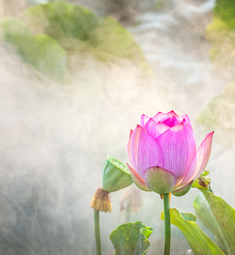 2018小暑是數(shù)伏嗎 小暑代表正式進(jìn)入盛夏