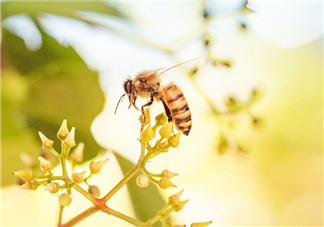2018小暑過后是什么節氣 小暑是什么意思
