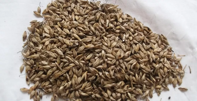 用麥芽回乳沒有效果是什么原因 麥芽回乳沒效果回奶方法2018 用麥芽回乳沒有效果是什么原因 麥芽回乳沒效果回奶方法2018