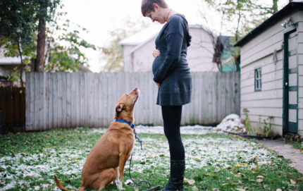 狗狗能察覺主人懷孕嗎 主人懷孕了狗狗怎么辦