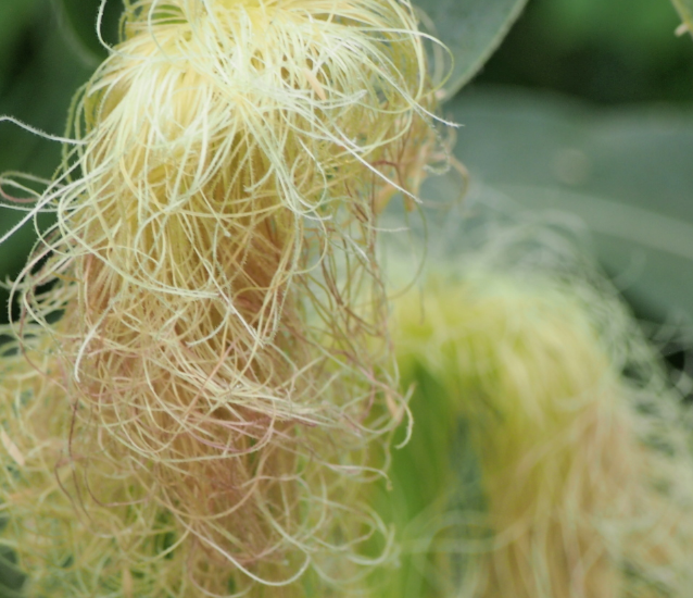 玉米須治腎結石的效果好嗎 玉米須治腎結石怎么喝2018 玉米須治腎結石的效果好嗎 玉米須治腎結石怎么喝2018