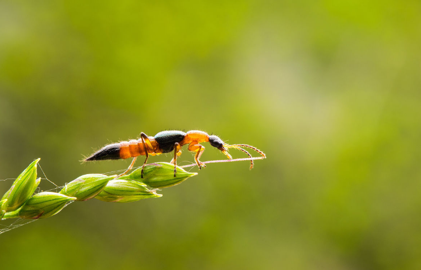 寶寶被隱翅蟲爬了怎么辦 看到隱翅蟲怎么做比較好2018 寶寶被隱翅蟲爬了怎么辦 看到隱翅蟲怎么做比較好2018