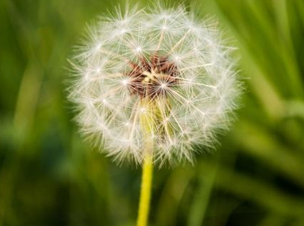 有青春痘可以長期吃蒲公英嗎 能長期少量食用2018 有青春痘可以長期吃蒲公英嗎 能長期少量食用2018