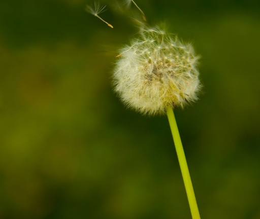 有青春痘可以長期吃蒲公英嗎 能長期少量食用2018 有青春痘可以長期吃蒲公英嗎 能長期少量食用2018