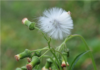 有青春痘可以長期吃蒲公英嗎 能長期少量食用2018 有青春痘可以長期吃蒲公英嗎 能長期少量食用2018