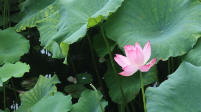 帶孩子看荷花的心情說說 賞荷花好心情的句子短語