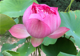 帶孩子看荷花的心情說說 賞荷花好心情的句子短語