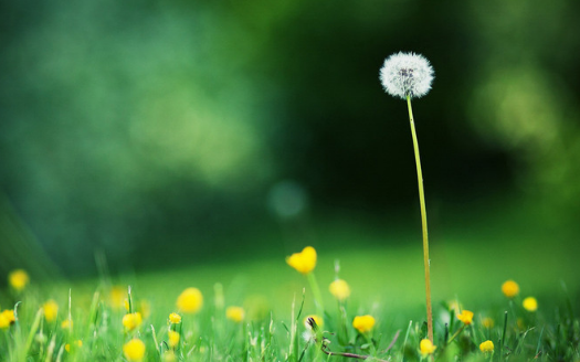 蒲公英減肥多久見效 減肥能長期吃蒲公英嗎2018