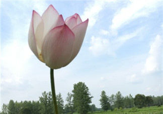 盛夏聽蟬鳴的說說句子圖片 描寫蟬鳴的唯美句子心情