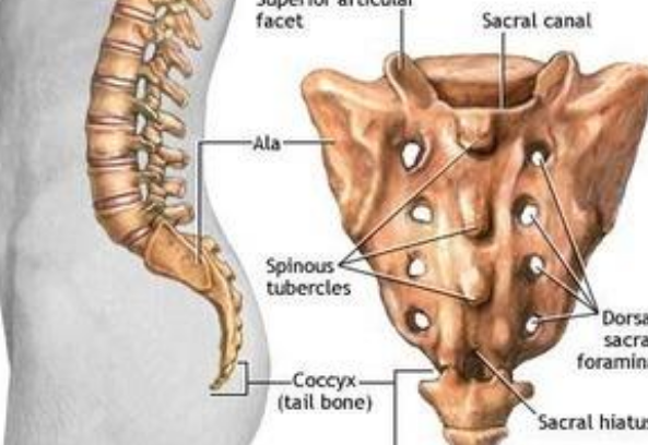 懷孕尾椎骨疼是什么原因 孕婦尾椎骨痛對寶寶有影響嗎 懷孕尾椎骨疼是什么原因 孕婦尾椎骨痛對寶寶有影響嗎