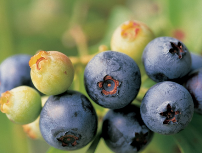 孕婦血糖高可以吃藍莓嗎 可以吃但一定要適量