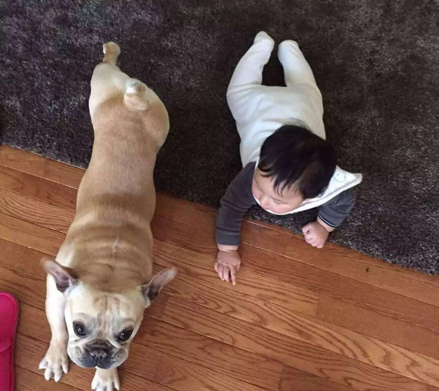 寶寶被狗咬傷后怎么處理 如何正確處理狗咬傷口2018