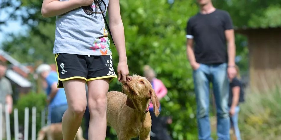 夏天怎么避免狗咬孩子 為什么夏天狗喜歡咬孩子