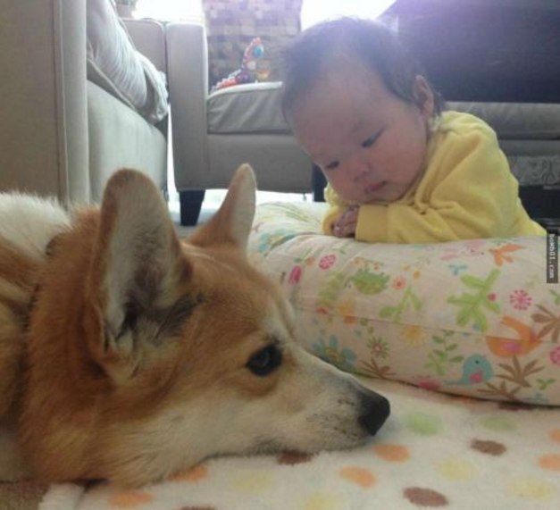 寶寶被狗咬傷后怎么處理 如何正確處理狗咬傷口2018