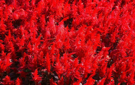 麝香紅花夾竹桃會導致流產嗎 孕婦不能接觸麝香紅花夾竹桃嗎