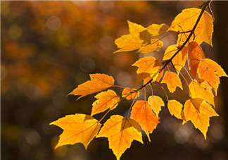2018秋天你好發說說短語 你好秋天的圖片句子心情感慨