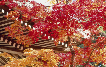 再見夏天的句子心情 2018秋天來了再見夏天的圖片心情短語