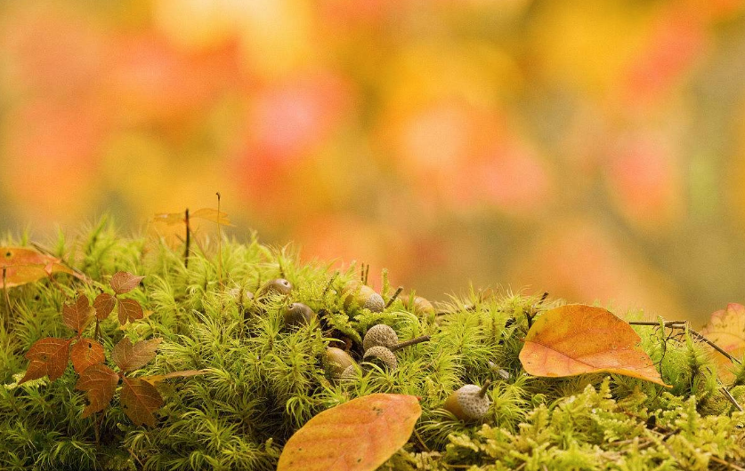 再見夏天的句子心情 2018秋天來了再見夏天的圖片心情短語