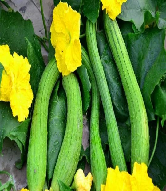 三伏天給孩子吃什么比較解暑 三伏天給孩子吃什么菜好