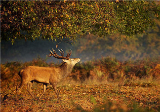再見夏天的句子心情 2018秋天來(lái)了再見夏天的圖片心情短語(yǔ)