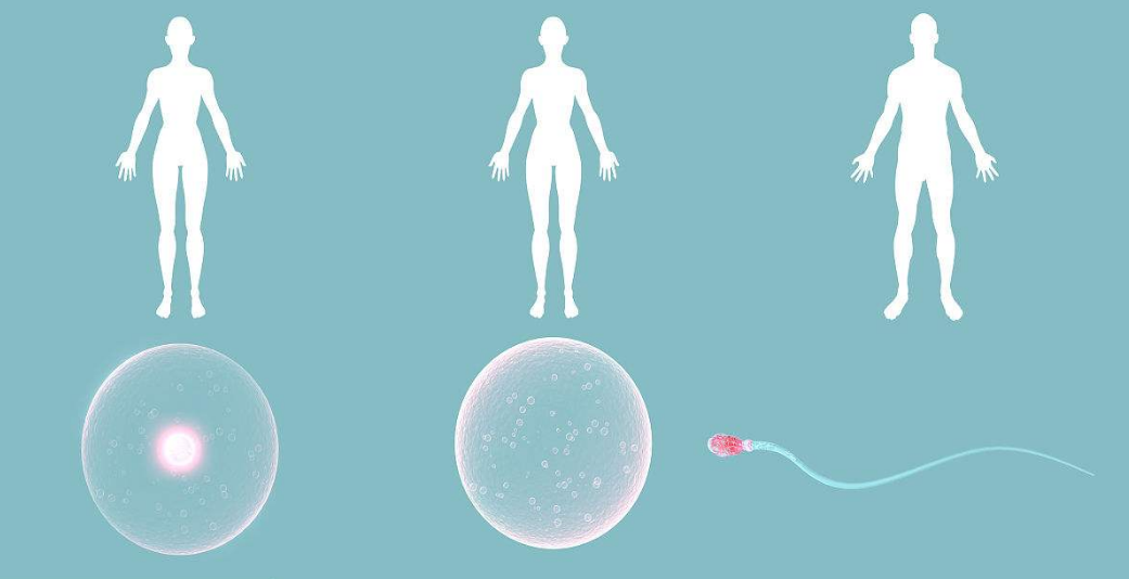 多囊卵巢對試管嬰兒有什么影響 多囊卵巢對寶寶影響大嗎