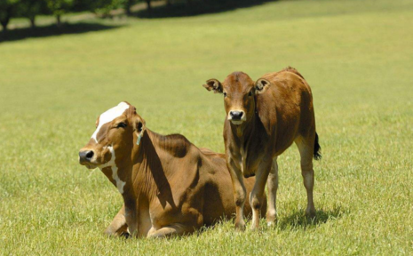 蒙古牛炭疽是什么病 牛炭疽癥狀是什么