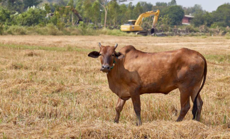 蒙古牛炭疽是什么病 牛炭疽癥狀是什么