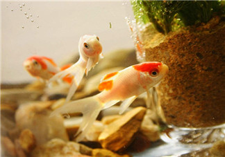 陪孩子養魚的心情說說 和孩子一起養魚的感慨句子說說