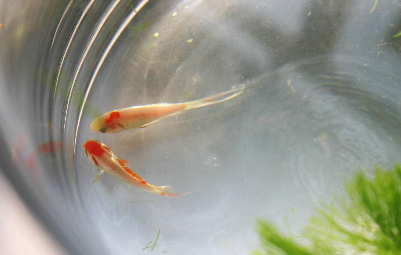 陪孩子養魚的心情說說 和孩子一起養魚的感慨句子說說