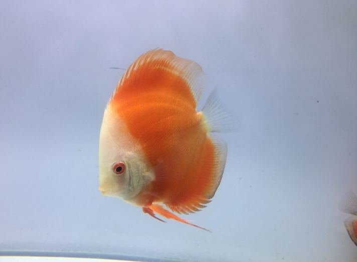 陪孩子養魚的心情說說 和孩子一起養魚的感慨句子說說