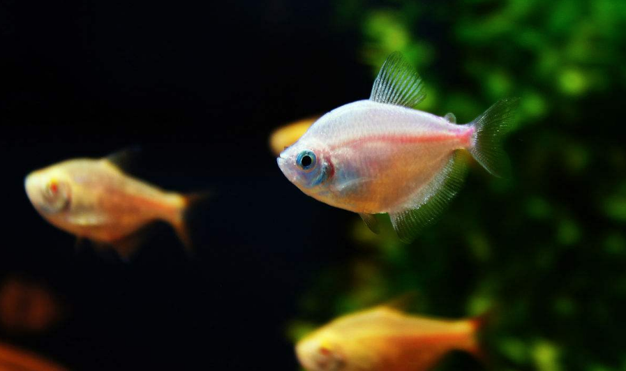 陪孩子養魚的心情說說 和孩子一起養魚的感慨句子說說