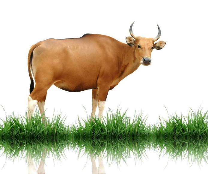 炭疽怎么預防 不吃牛羊肉可以預防嗎