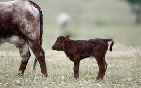 炭疽怎么預防 不吃牛羊肉可以預防嗎