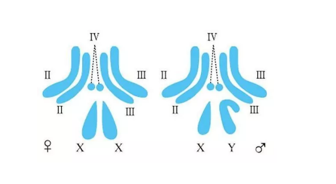 泰國試管嬰兒可以保證生男孩嗎 泰國試管嬰兒如何成功選擇性別