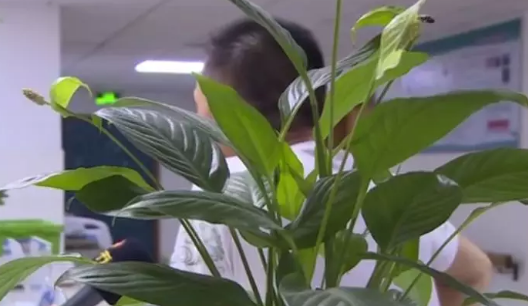 痛風(fēng)男性如何備孕 痛風(fēng)影響精子質(zhì)量性能力嗎2018