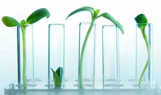 輸卵管結(jié)核可以做試管嬰兒嗎 輸卵管結(jié)核停藥多久可以做試管嬰兒