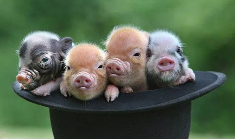 鄭州口蹄疫疫情怎么回事 鄭州惠濟區(qū)豬O型口蹄疫疫情撲殺173頭豬 鄭州口蹄疫疫情怎么回事 鄭州惠濟區(qū)豬O型口蹄疫疫情撲殺173頭豬