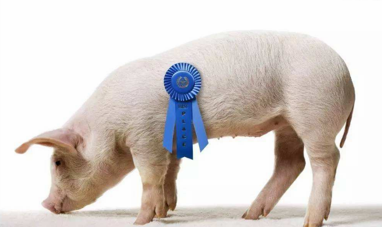 鄭州口蹄疫疫情怎么回事 鄭州惠濟區(qū)豬O型口蹄疫疫情撲殺173頭豬 鄭州口蹄疫疫情怎么回事 鄭州惠濟區(qū)豬O型口蹄疫疫情撲殺173頭豬