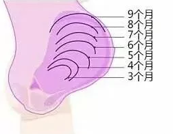 懷孕6個月腹圍多大算正常 懷孕腹圍長得很快是怎么回事